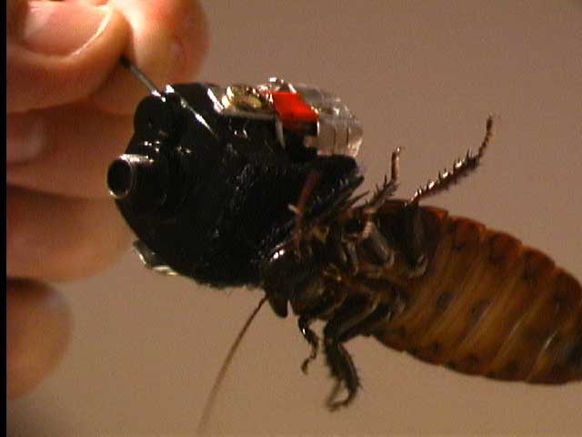 Garnet Hertz - Cockroach with Wireless Video: 09 May 2003