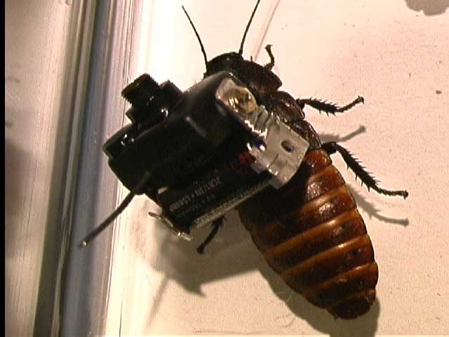 Garnet Hertz - Cockroach with Wireless Video: 09 May 2003