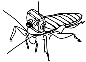 Cockroach / Camera Diagram