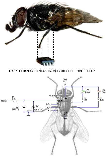 Fly (with implanted web server)