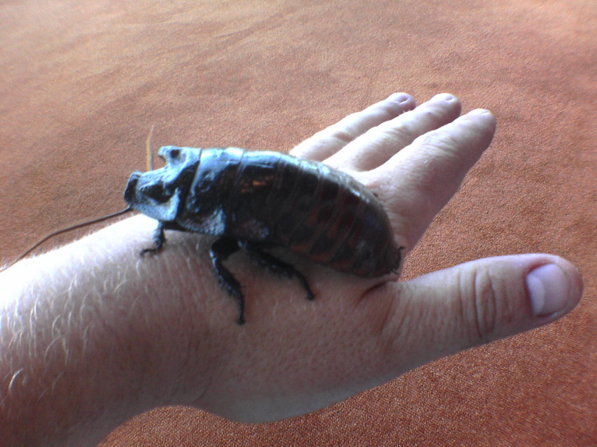 very large cockroaches, sourced by ars electronica center