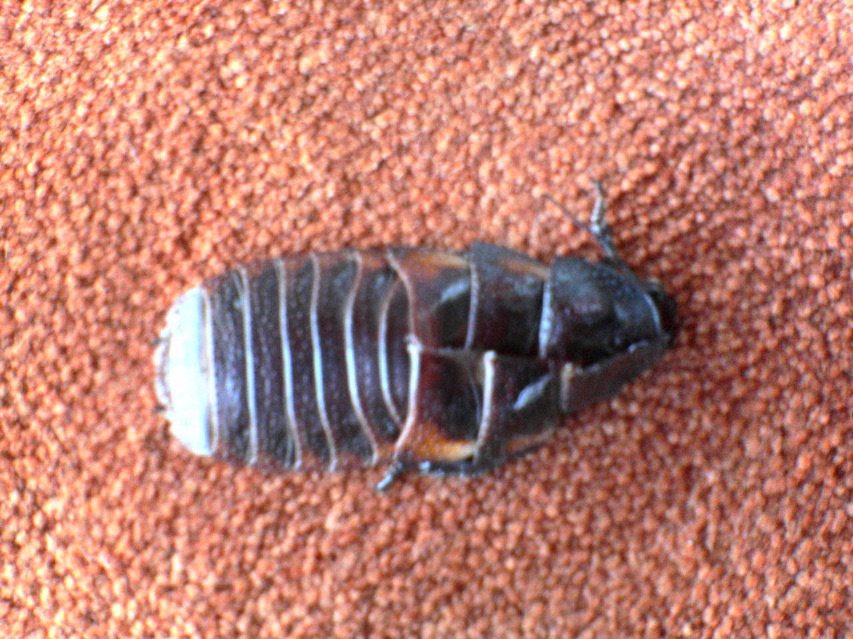 molted skin from cockroach (later named "dick") - this is not a dead insect.